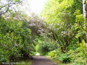 Dunvegan Castle - Isle of Skye