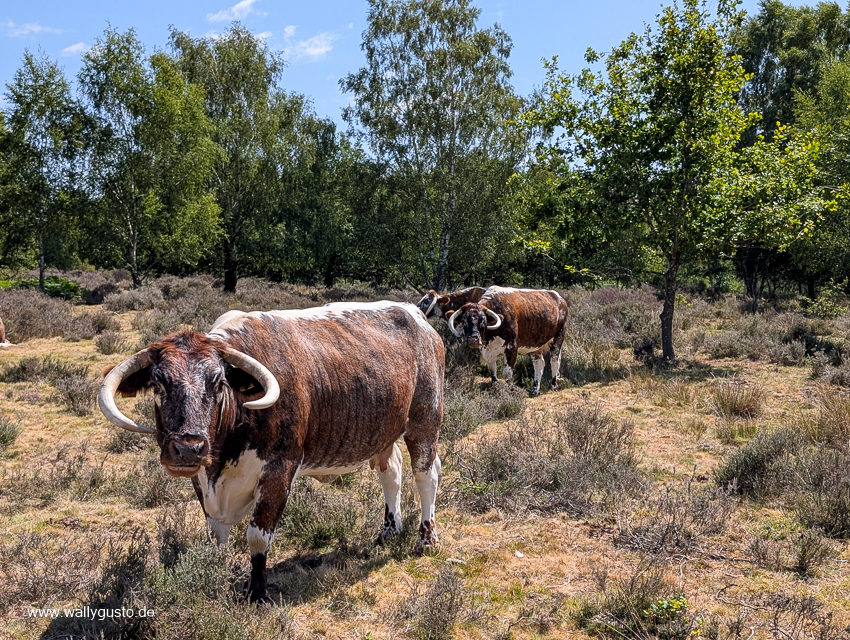 Midlands - Travel Guide für Nottingham & Sherwood auf www.wallygust.de