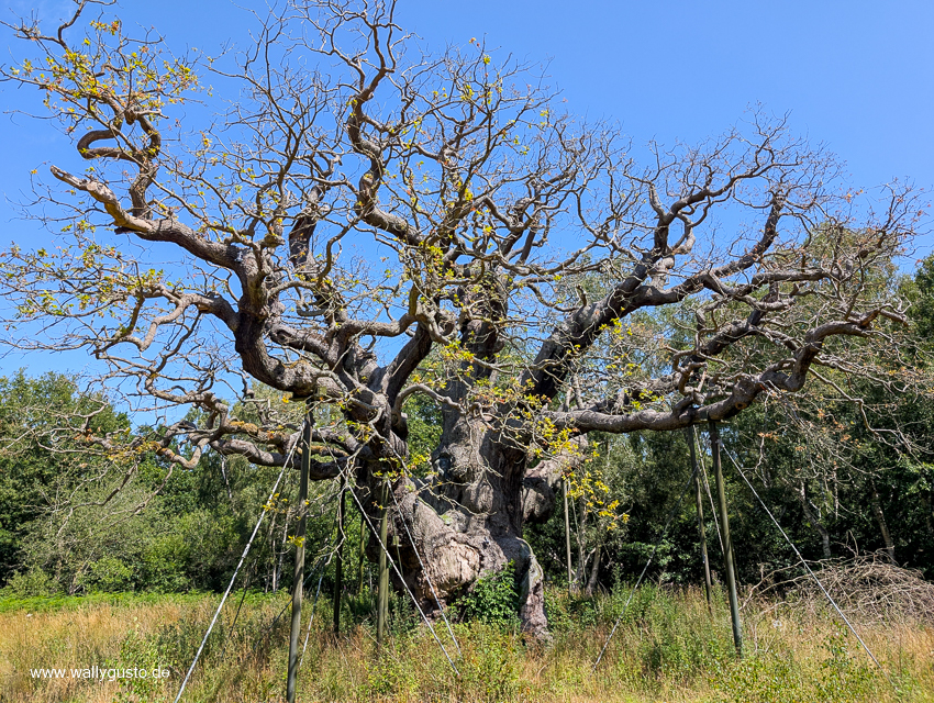 Midlands - Travel Guide für Nottingham & Sherwood auf www.wallygust.de