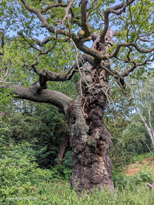 Midlands - Travel Guide für Nottingham & Sherwood auf www.wallygust.de