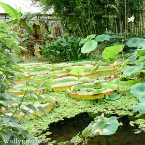 Botanischer Garten