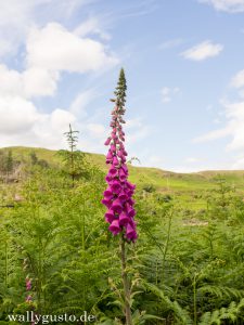 Mac Leods Maidens - Isle of Skye