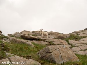 Wanderung auf den Marsco - Isle of Skye