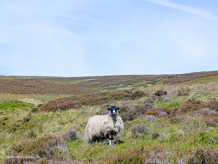 Peak District – Travel Guide auf www.wallygust.de