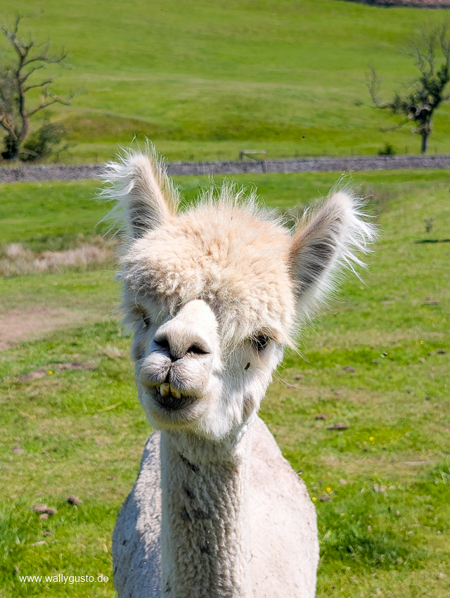 Peak District – Travel Guide auf www.wallygust.de