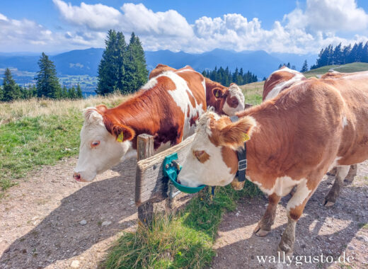 Wanderung auf den Heiglkopf – über Zwiesel und Blomberg #wallygustosunterwegs
